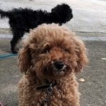 小田和正2019　首里犬　誘拐される！　公開捜索依頼っ。お願いです！レオン君を返して！<m(__)m>【続報（犯行日時等）を文末に追記しました。】