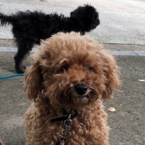 小田和正2019　首里犬　誘拐される！　公開捜索依頼っ。お願いです！レオン君を返して！<m(__)m>【続報（犯行日時等）を文末に追記しました。】